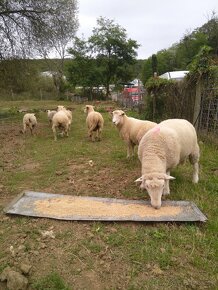 Romney marsh,kent - 9