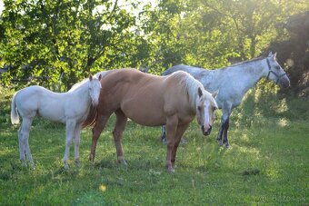 QH palomino kobyla - 9