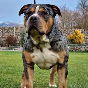 American bully xl - 9