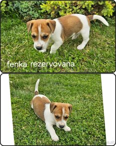 Jack russell terier - 9