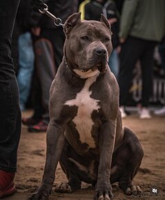 American bully XL šteniatká - 9