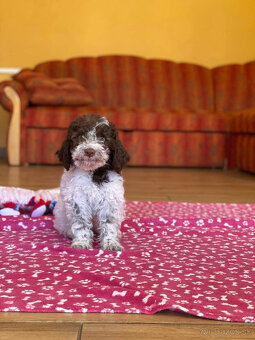 LAGOTTO ROMAGNOLO STENIATKA - 9