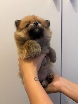 Pomeranian,pomerian - 9