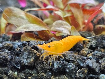 Krevetky neocaridina yelow a Red - 9