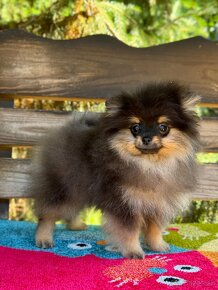 Pomeranian PP UCI fenečka super Mini fenečka - 9