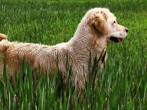 Zlatý retriever šteniatka s rodokmeňom - 9