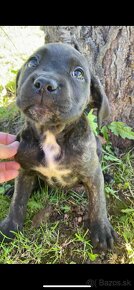 Cane Corso šteniatka - 9