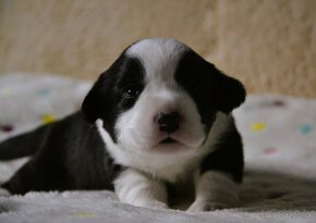 Welsh Corgi Cardigan FCI - 9