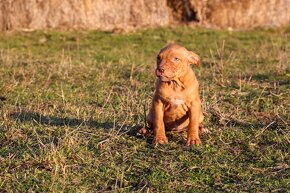 APBT s pp , americký pitbulteriér , pitbul , pittbul - 9