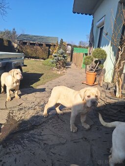 Cane corso - 9