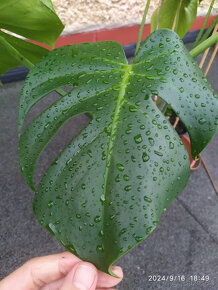 Monstera deliciosa2 - 9