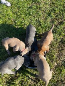 Cane Corso šteniatka - 9