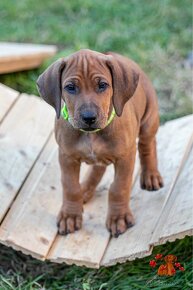 Rhodesian Ridgeback/Rodézsky riďžbek šteniatka s PP - 9