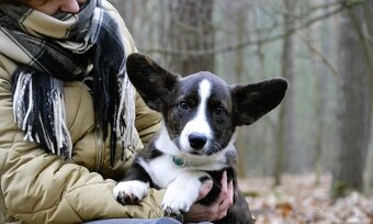 Welsh Corgi Cardigan - Krásný kluk s rodokmenem FCI - 9