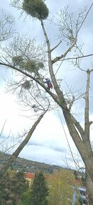 Rizikové orezávanie a výruby stromov, Arboristika - 9