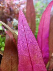 Akvarium REZERVOVANÉ - 9