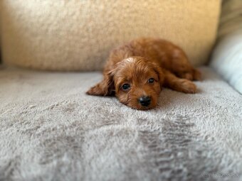 Cavapoo - 9