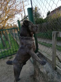 Cane Corso šteniatka - 9