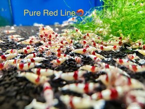 TOP PREMIUM KREVETKY, Akva Machy, Corydoras Green Laser - 9