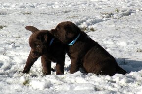 Labrador retriever -  čokoládové šteniatka s PP - 9