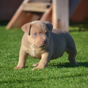 American bully - 9