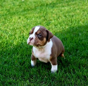 American Bully - 9