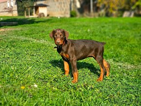 Doberman šteniatká - 9