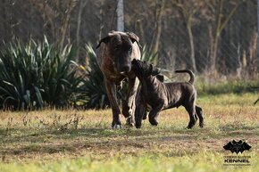 JUNKAI Cerberus Illusion - Uruguajský Cimarron s PP - 9