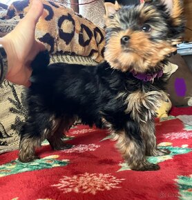 Yorkshire terrier s PP, Jork, - 9