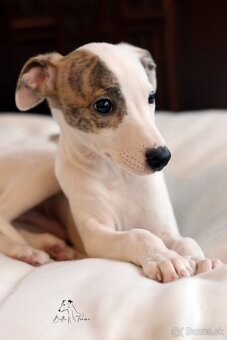 Whippet male - 9