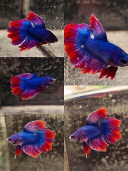 Betta Splendens - Bojovnica Pestrá - 9