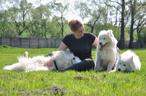 SAMOJED ŠTENIATKA S RODOKMEŇ - 9