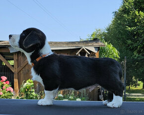 Welsh Corgi Cardigan-štěňata s průkazem původu FCI - 9