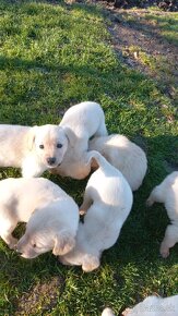 Šteniatka labrador a kríženec zlatý retriever - 9