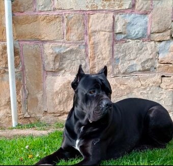 Šteniatka Cane Corso - 9