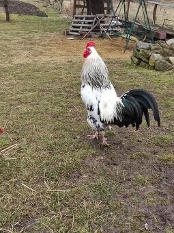 KOHÚTY BRAHMAN , WYANDOT, MIX - 9