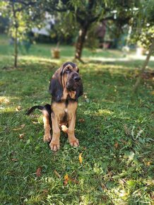 Bloodhound (Chien de Saint-Hubert) - 9