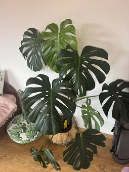 Predám krásnu a zdravú  monsteru Monstera - 9