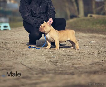 American Bully - 9