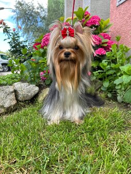 Yorkshire terrier, mini york, jorkšírsky teriér - 9