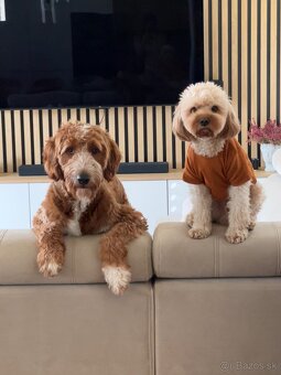 Cavapoo F1 na krytie - 9