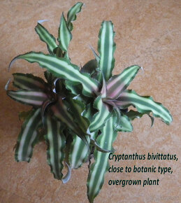 Terarijné bromélie Cryptanthus - 9