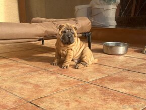 Šteniatka sharpei, sarpej, Shar-pei - 9