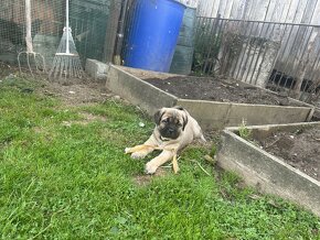 Predam cane corso - 9