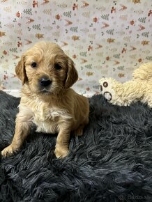 Zlatý retriever/ Golden retriever - 9