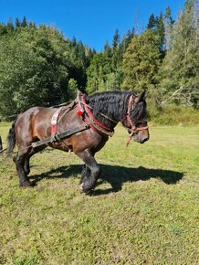 Predam tanzeho zrebca peja - 9