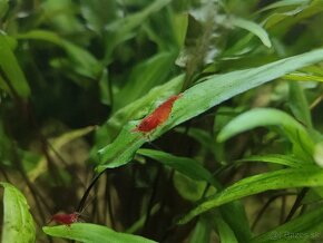 Krevety - neocaridina davidi - 9