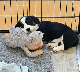 Prodám dvě fenky Welsh Corgi Cardigan, štěňata s PP - 9