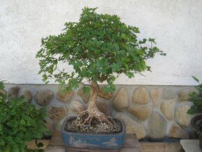 bonsai,bonsaj-hrab 1 - 9