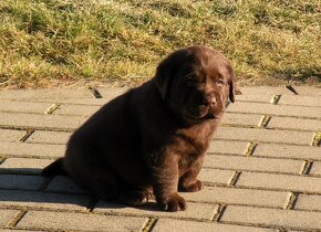 Labrador retriever čokoládové šteniatka s PP - 9